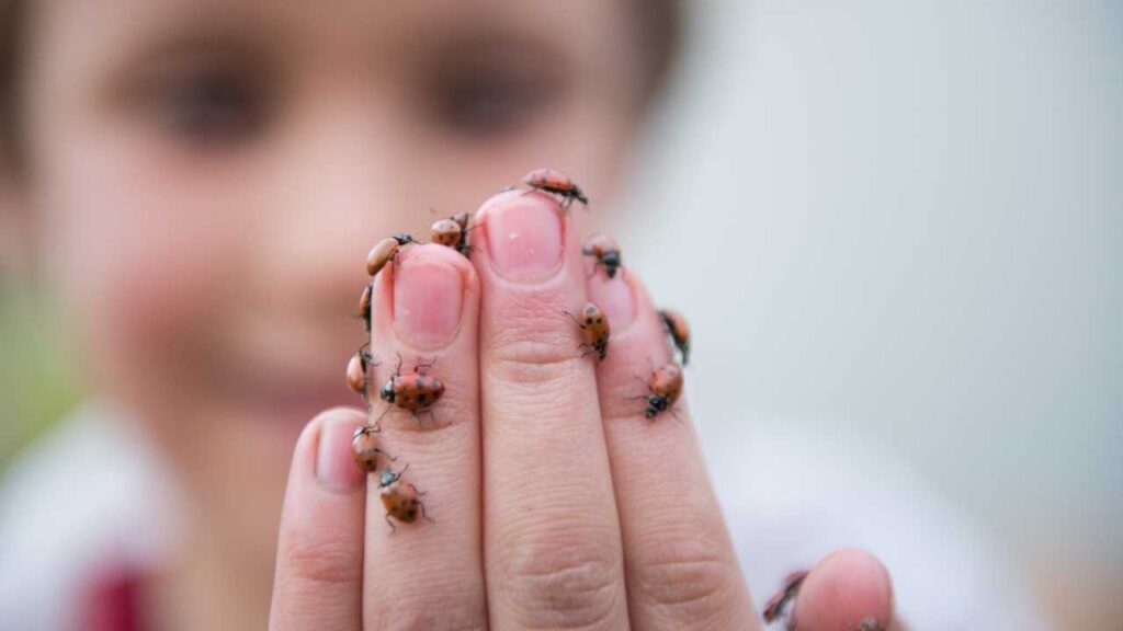 Why Are Bugs Attracted To Me Spiritual Meaning Insect Symbolism