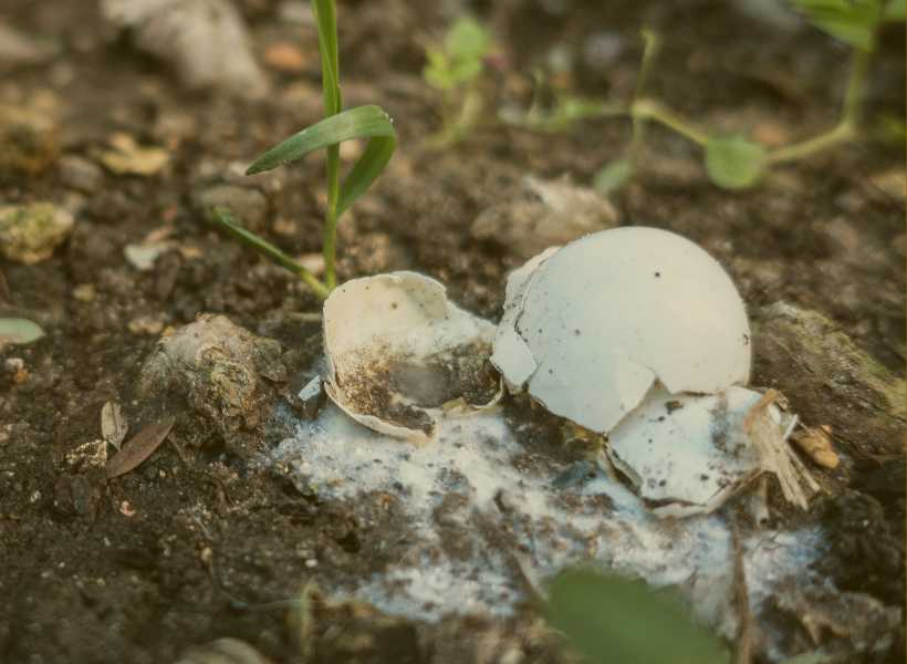 Finding a broken bird egg meaning 
