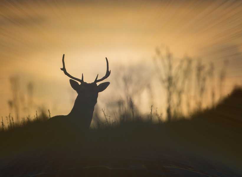 The Symbolism Of Deer In Spirituality And Twin Flame Relationships: See A Deer