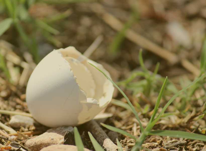 Spiritual meaning of finding a bird egg 