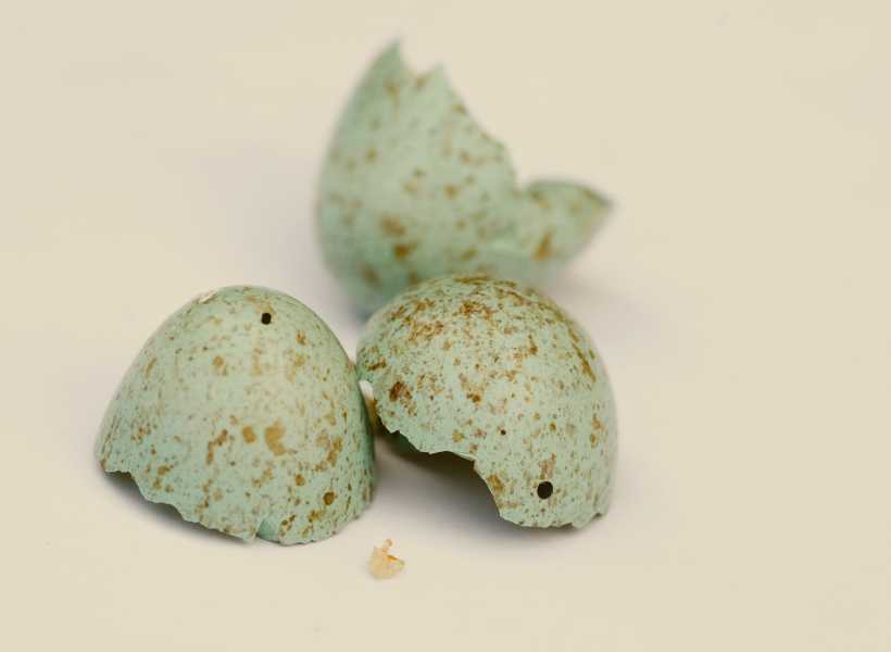 The Importance Of Respecting Nature And Wildlife When Encountering A Broken Bird Egg