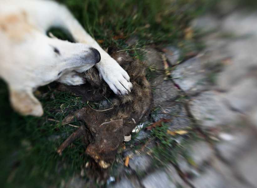 Symbolic meaning of dead dog