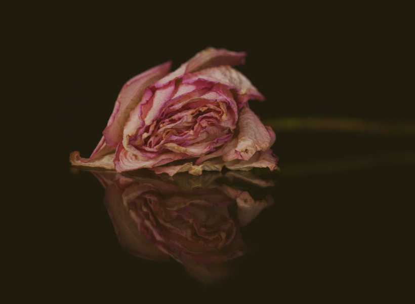 dead rose symbolism