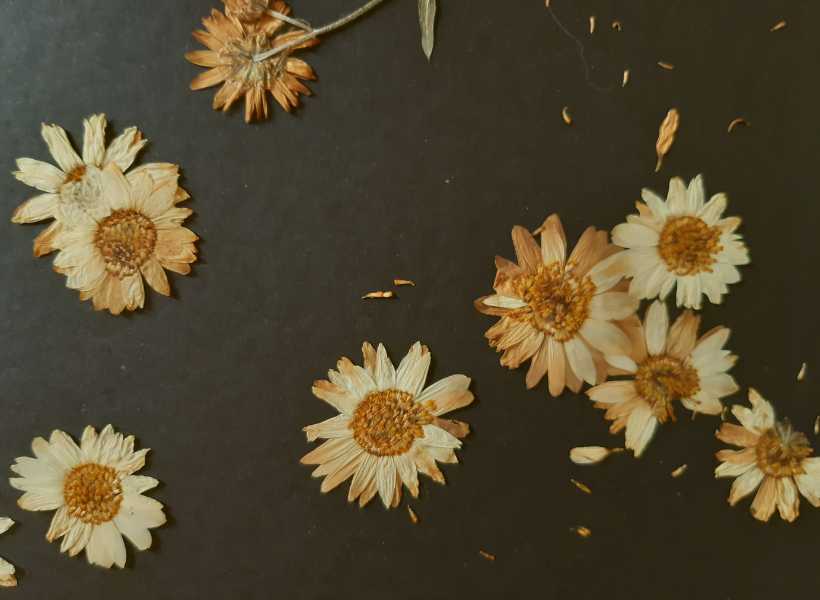 Spiritual connotations of dried flowers