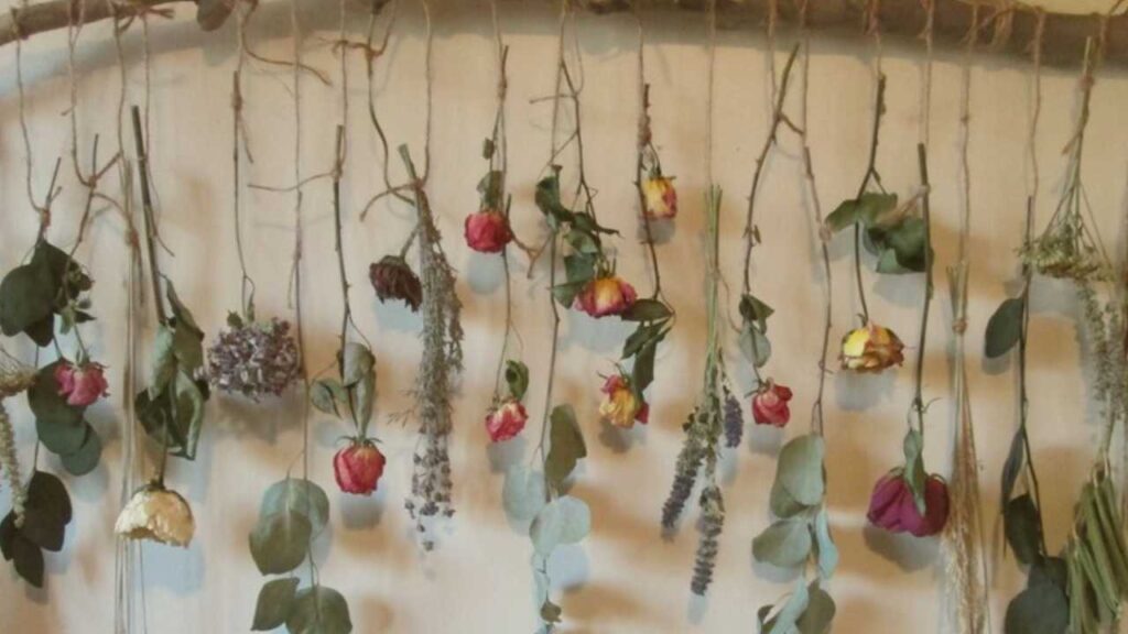 Upside Down Roses On Wall Explanation Hang Roses Upside