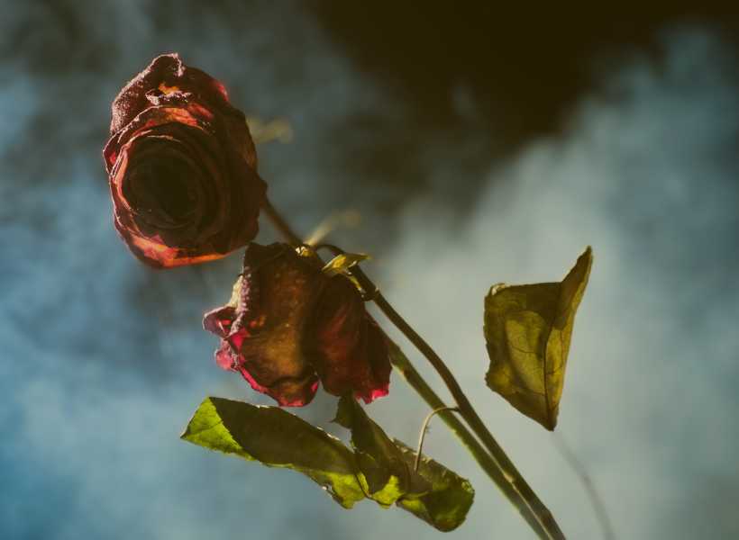 Spiritual symbolism of dead roses