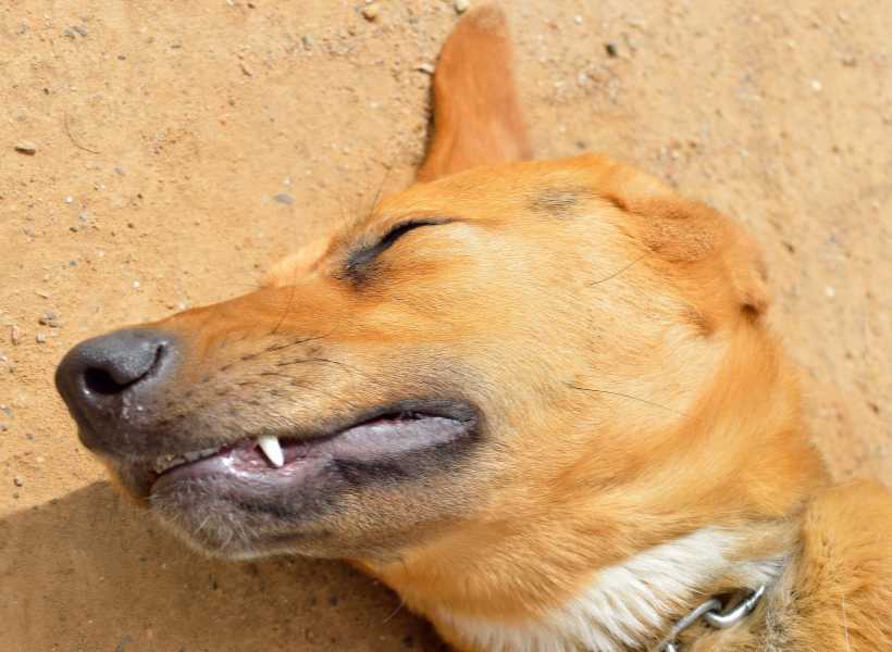 Dead dog in dream biblical meaning