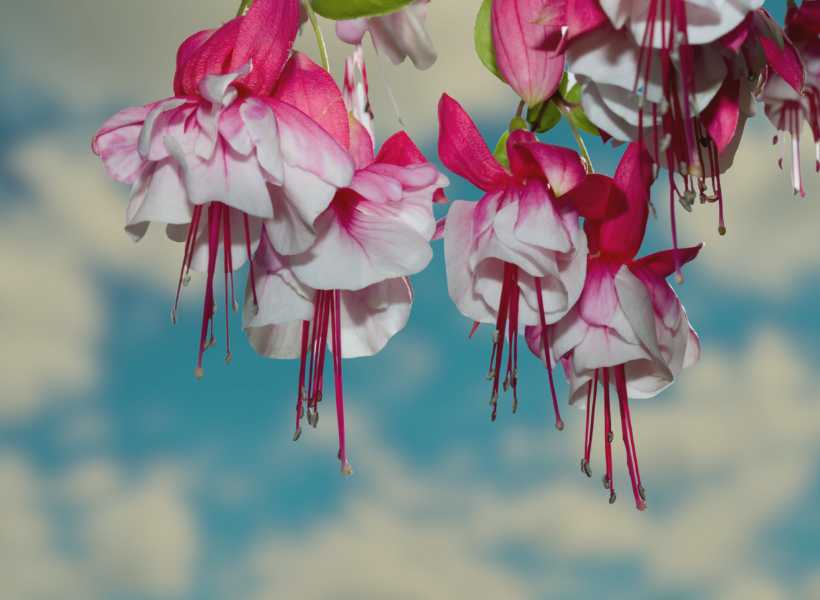 Spiritual Significance Of Upside Down Pink Flower