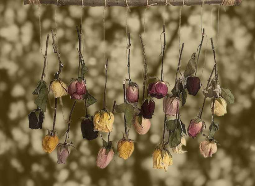 Choosing The Right Roses For Hanging: Dry Roses