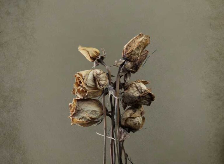 What Does It Mean When Flowers Die Fast Spiritual Meaning