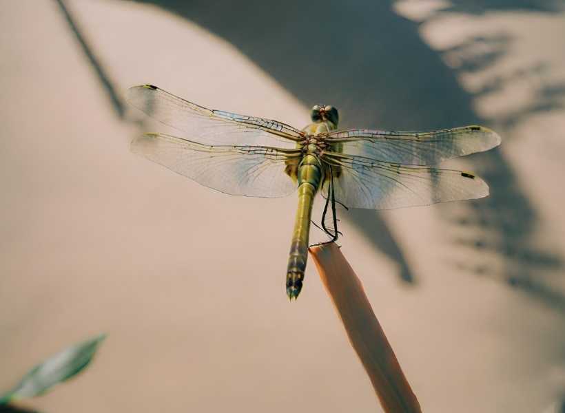 Spiritual meaning behind dragonflies