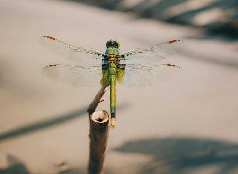 Spiritual meaning big dragonfly
