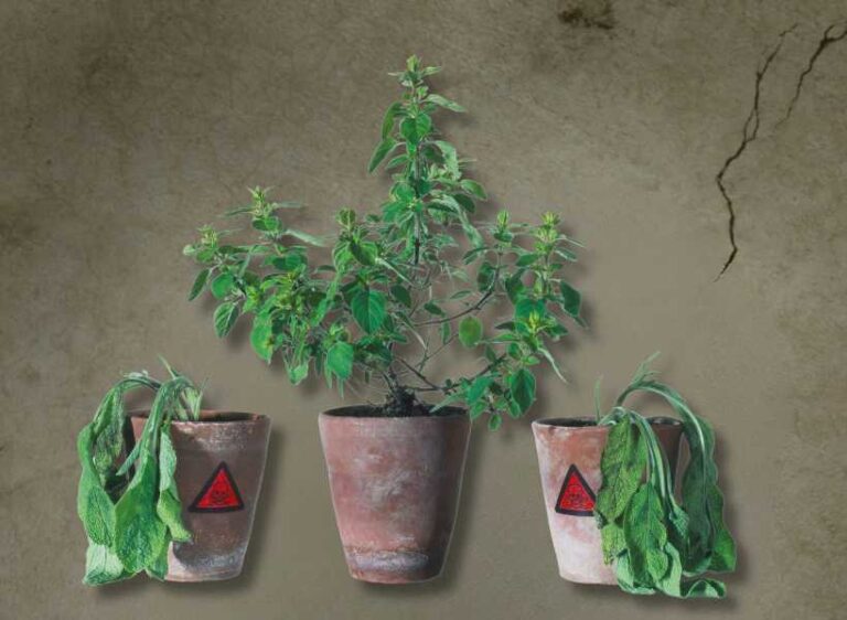 What Does It Mean When Flowers Die Fast Spiritual Meaning