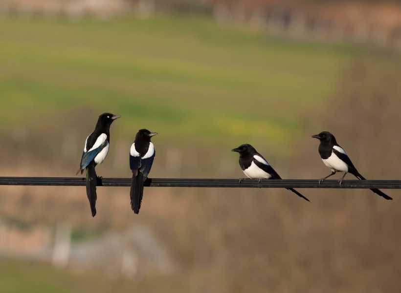 Spiritual Meaning Keep Seeing One Magpie