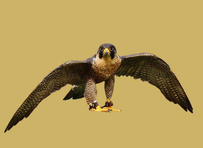 Brown falcon spiritual meaning