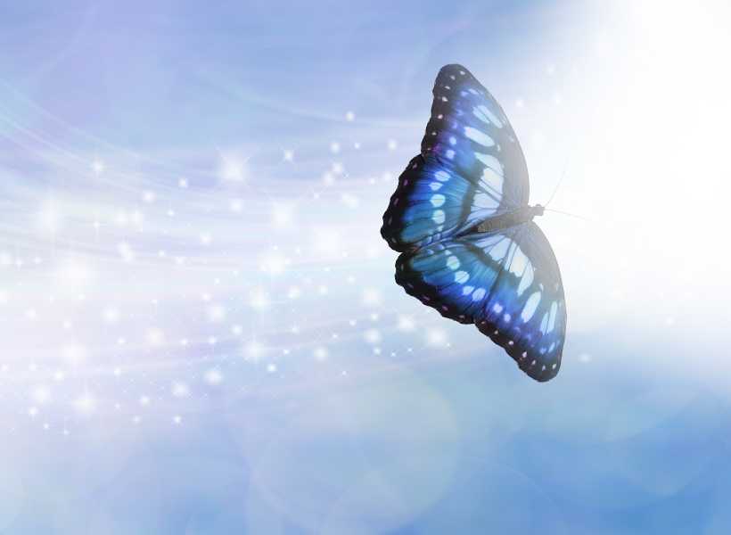 Spiritual Meaning Behind Butterflies In Different Culture And Belief Systems