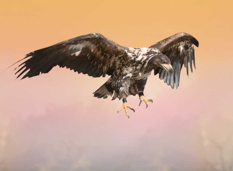 How The Buzzard Is Seen As A Guide In Navigating Life's Transitions