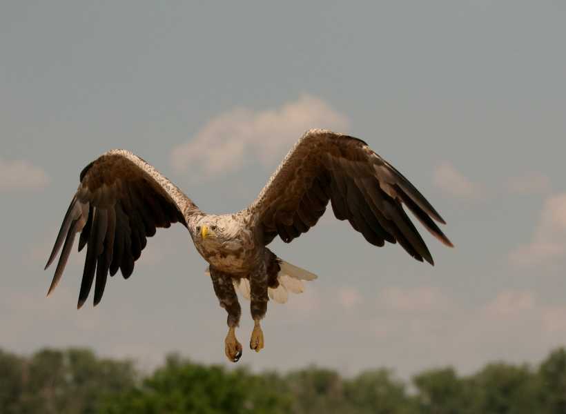 Using The Buzzard As A Guide Or Totem Animal In Your Spiritual Journey
