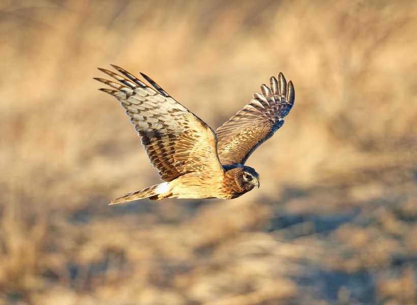 Exploring The Spiritual Meaning Behind The Buzzard's Presence In Your Life