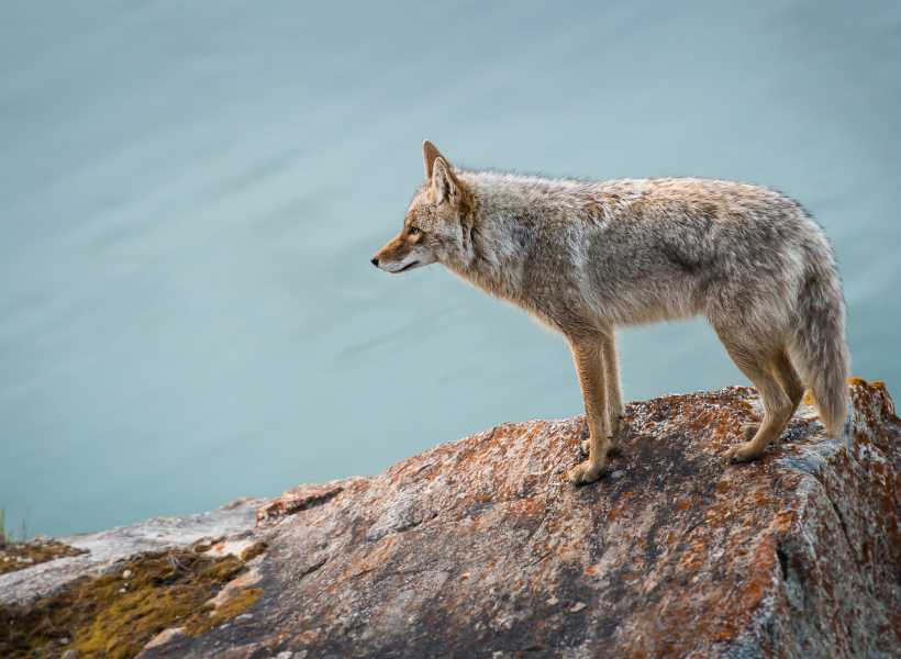 Symbolism Of Adaptability And Resourcefulness In The Coyote: Coyote Power Animal