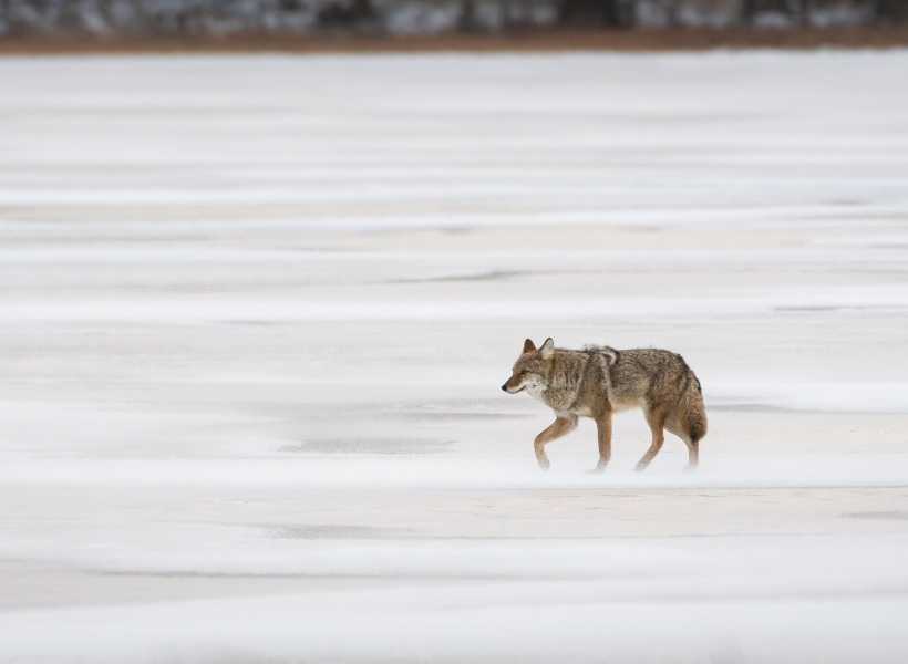 Coyote spirit animal personality