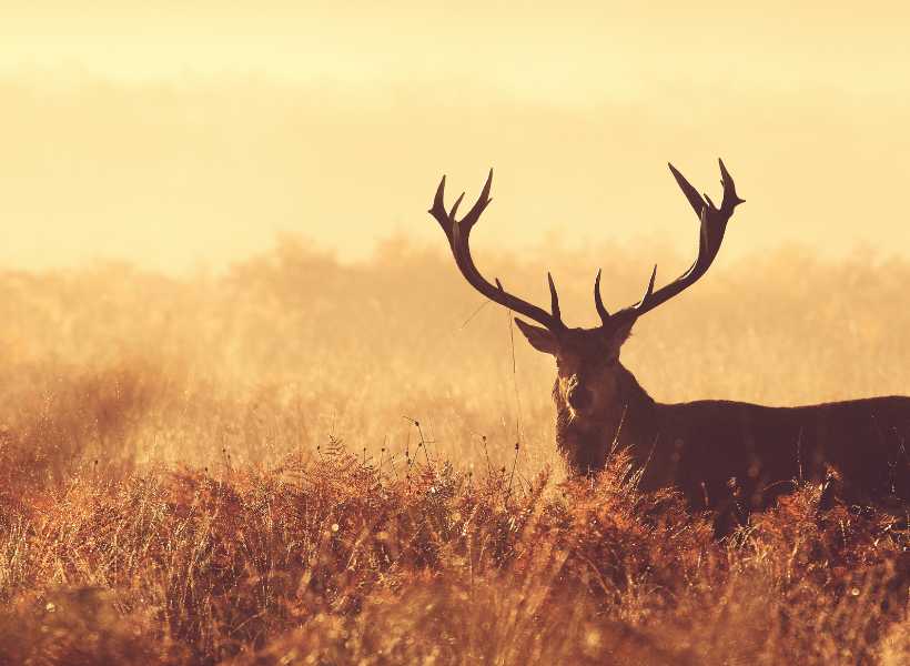 Deer spiritual meaning love