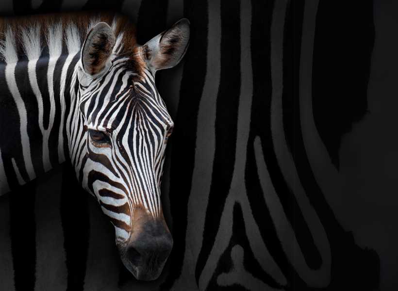 Finding Inspiration From The Zebra's Ability To Adapt To Different Environments And Situations