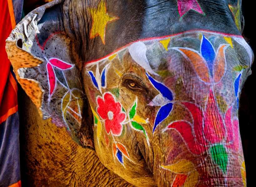 Elephant spiritual meaning love