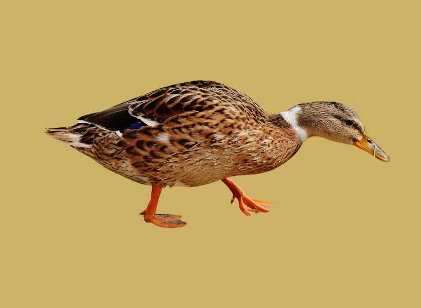 Female duck spiritual meaning