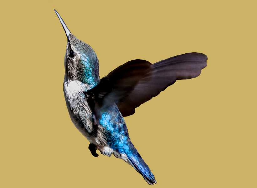 Overview Of The Spiritual Symbolism Of Hummingbirds: Symbolic Meaning Of A Hummingbird