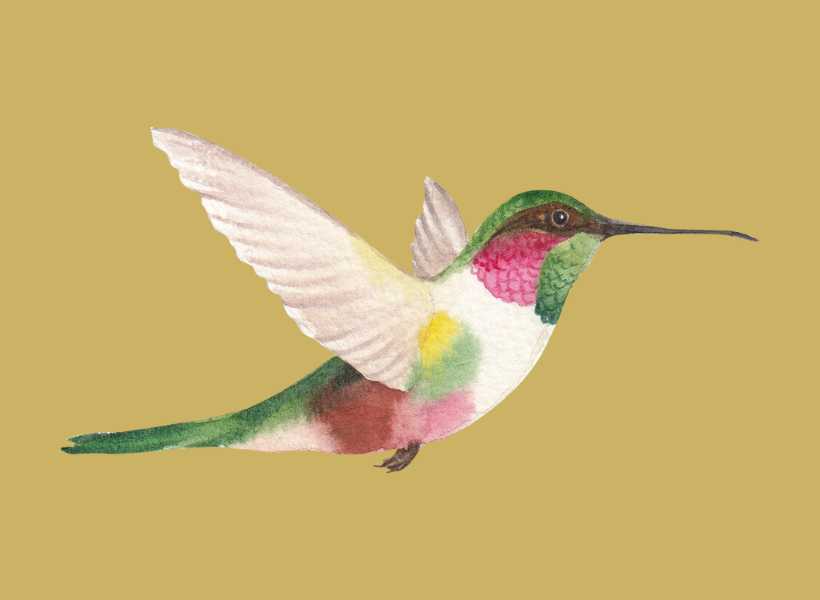 The Symbolism And Significance Of Hummingbirds In Various Cultures And Traditions