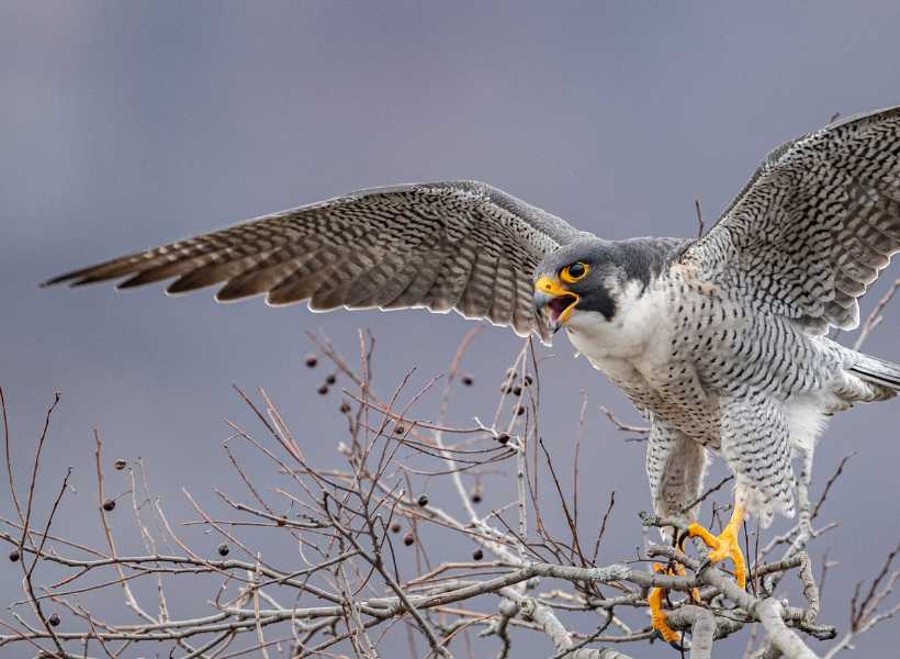 Peregrine falcon spiritual meaning