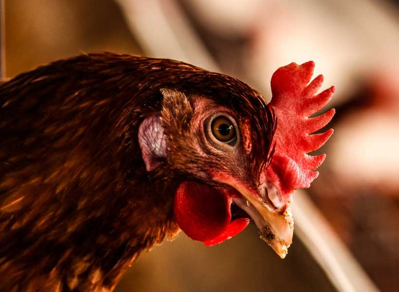 Red chicken spiritual meaning