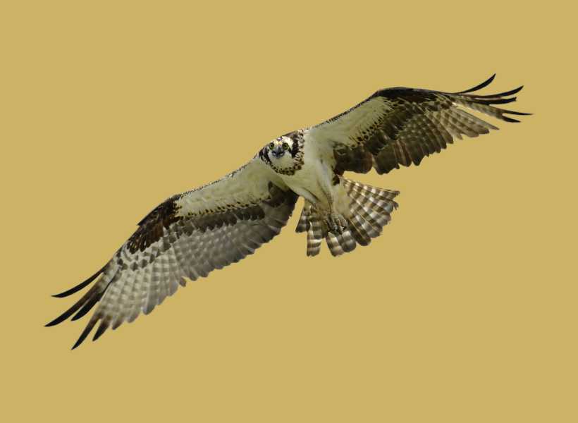 Meditations Or Rituals Involving The Falcon Symbol