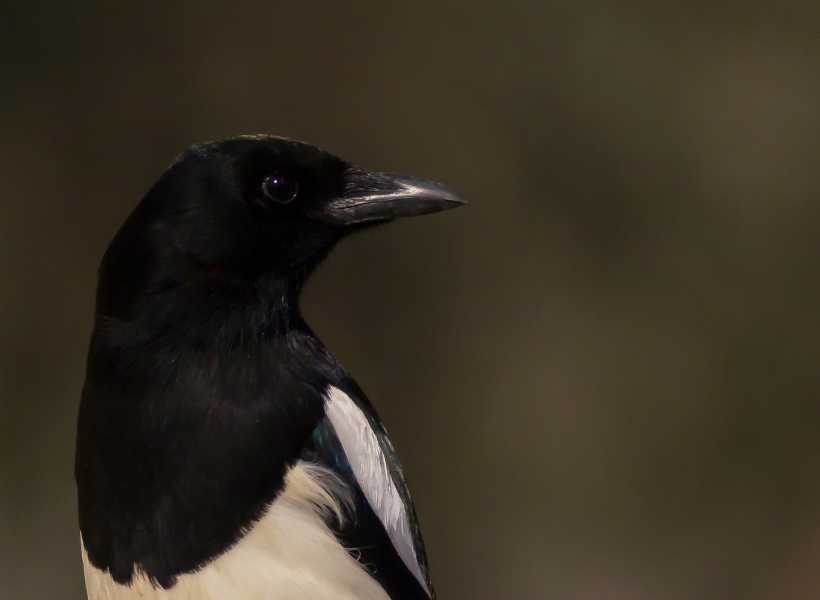 The Symbolism Of Magpies In Different Cultures And Beliefs