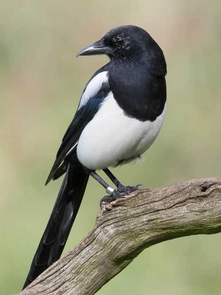 Spiritual meaning 2 magpies