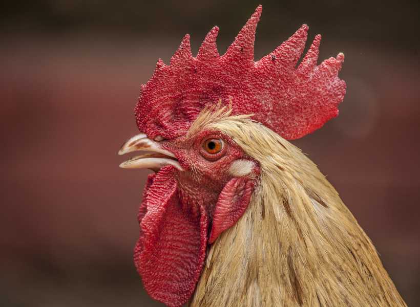 Interpreting Dreams About Chickens From A Spiritual Perspective