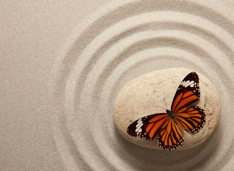 Spiritual meaning about butterflies