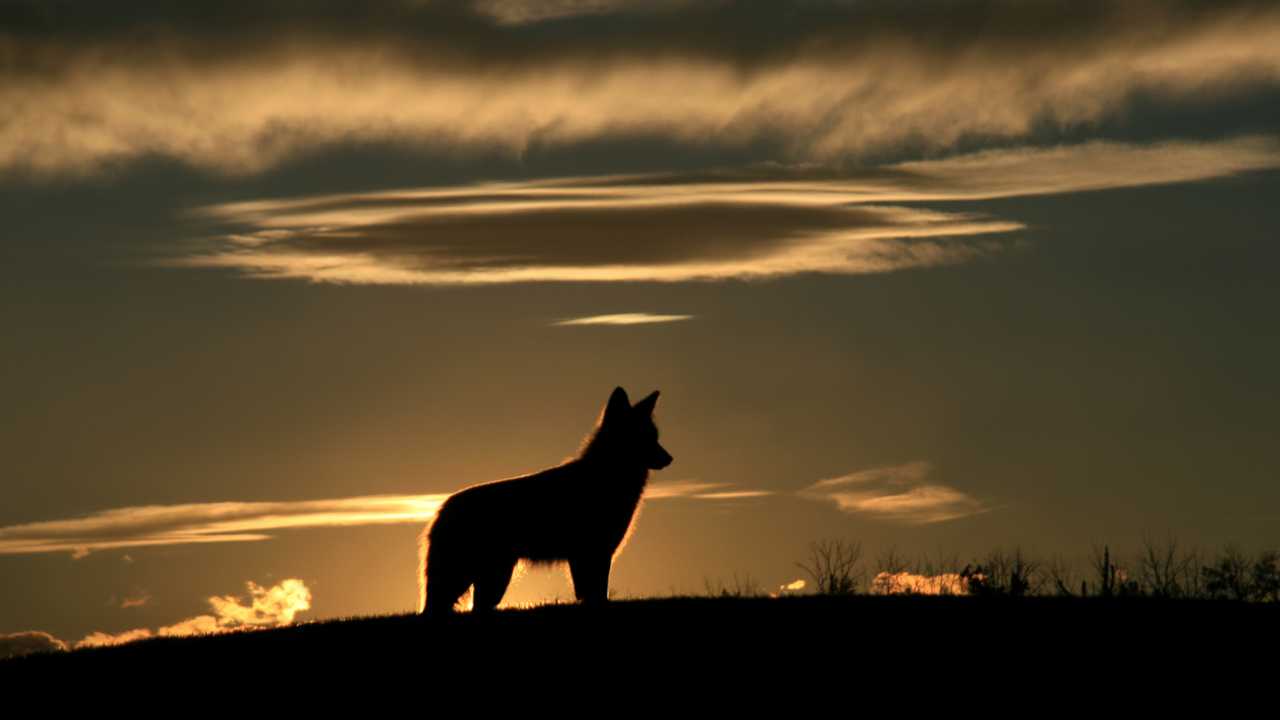 Spiritual Meaning Coyote