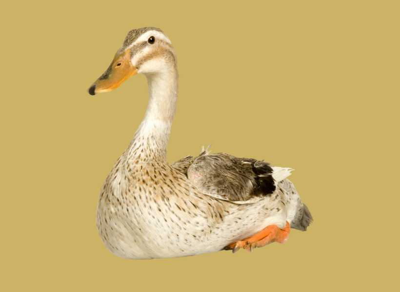 Signs The Duck Is Your Spirit Animal