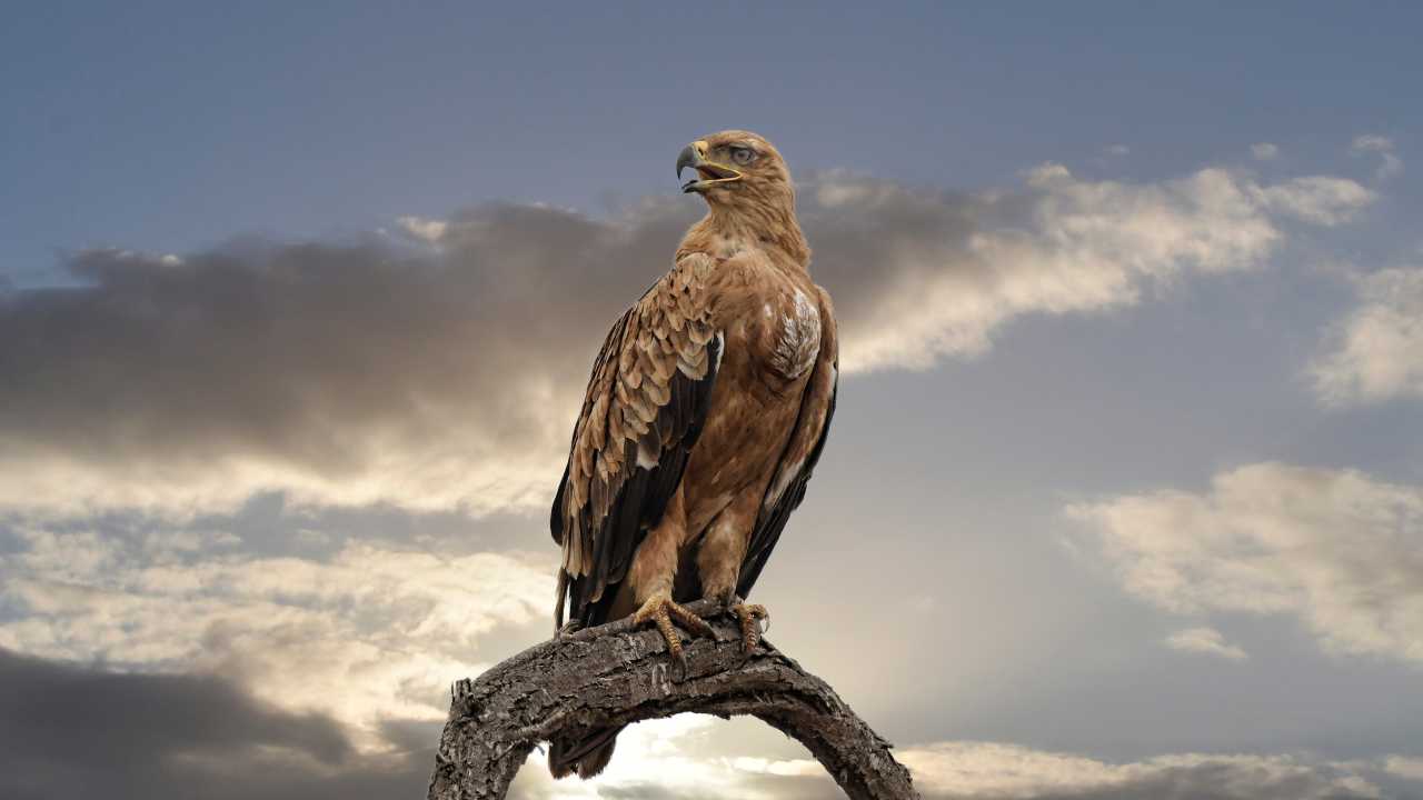 Spiritual Meaning Falcon