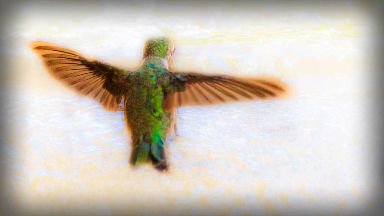 Spiritual Meaning Hummingbird