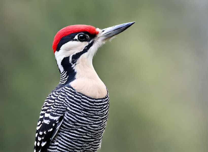 Connecting With The Energy Of Woodpeckers For Personal Growth And Transformation