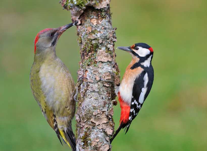 Spiritual meaning of hearing a woodpecker