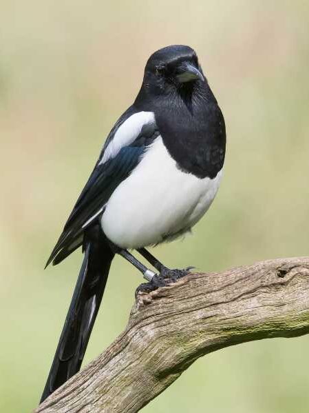 Spiritual meaning of magpie tapping on window