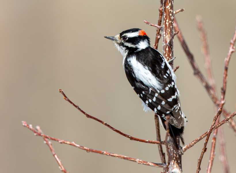 Spiritual meaning of seeing a woodpecker