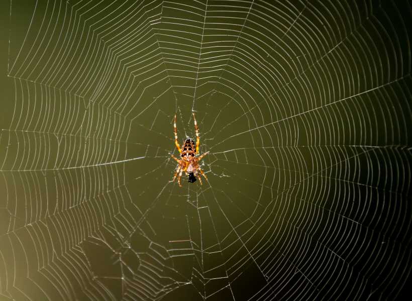 Spiritual meaning on spiders