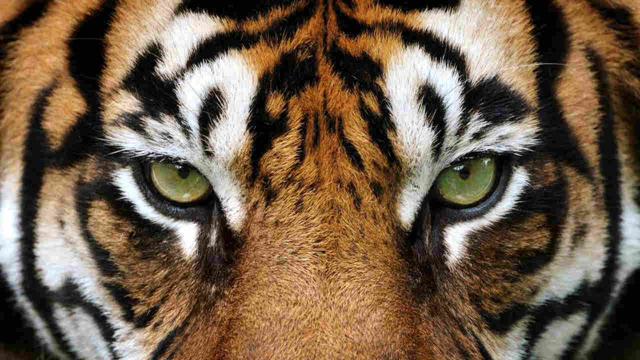Spiritual Meaning Tiger