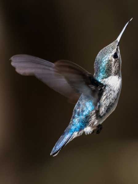 Spiritual meaning to see a hummingbird