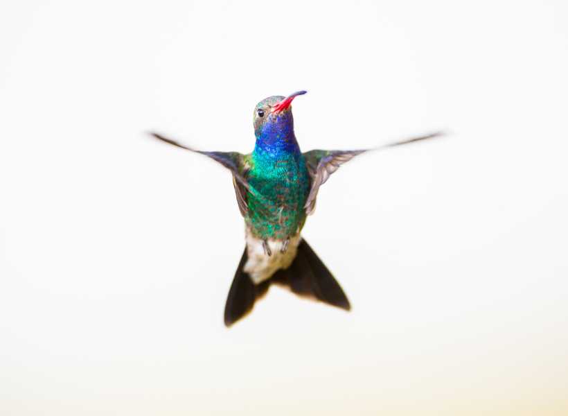 Spiritual meaning totem hummingbird
